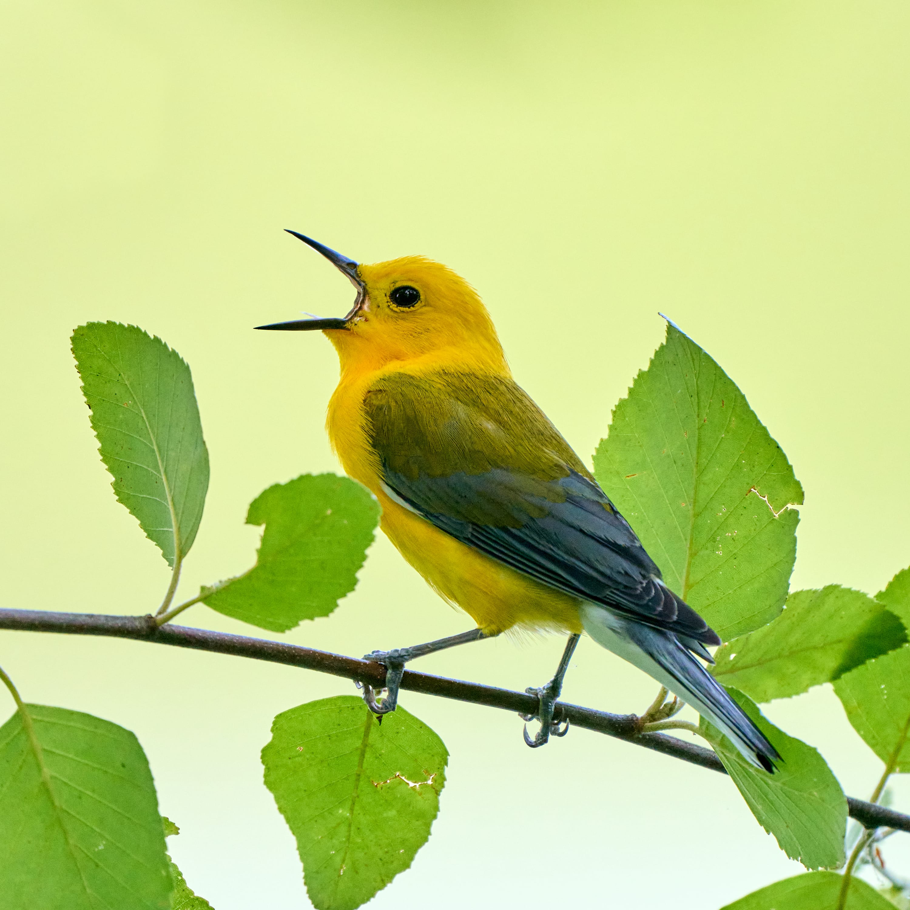 A Prothonotary Warbler giving some feedback on the company's performance review process.